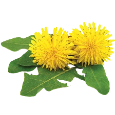 Dandelion extract