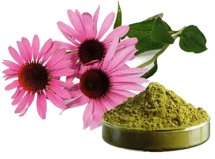Echinacea purpurea extract