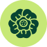 Rhodiola Restore information